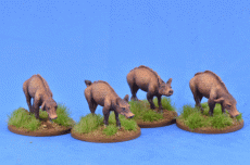 Pigs (4)