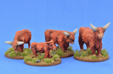 Highland Cattle (4)
